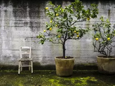 Árboles Frutales de Rápida Germinación para tu Jardín