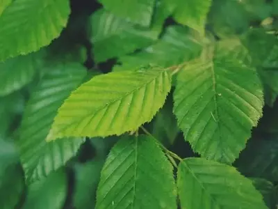 Las Fascinantes Funciones Vitales de las Plantas