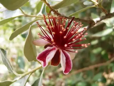Árboles Frutales Tropicales Que Desafían el Frío: Una Guía Completa