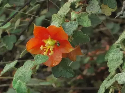Descubre la Exótica Fremontia: Un Arbusto Perenne que Transforma tu Jardín