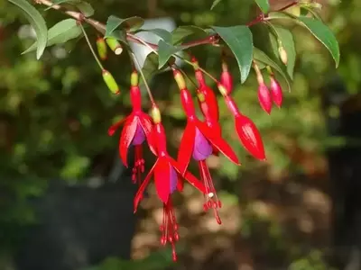 Fucsias: ¿Maceta o Jardín? Guía Completa para su Cultivo Exitoso
