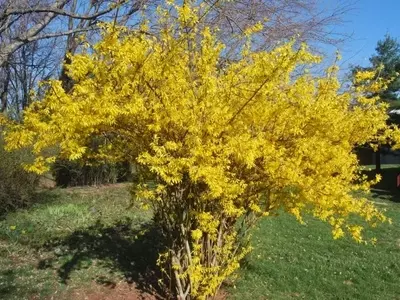 Forsythia: Una Joya Dorada para tu Jardín