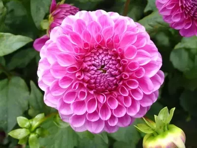 Un Viaje Fascinante por la Diversidad Floral: Belleza y Propósito en el Reino Vegetal