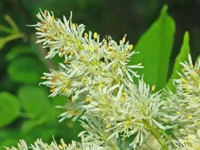 Descubriendo el Fresno de Ornato: Belleza y Resistencia en su Jardín