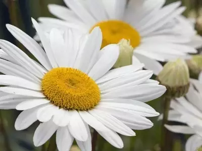 Descubriendo la Humilde Belleza y los Secretos de la Margarita