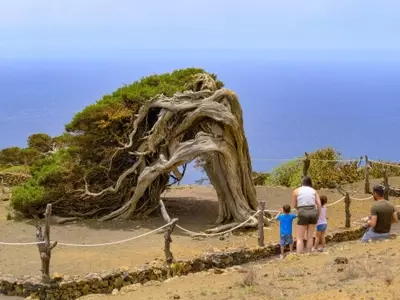 La Majestuosidad Botánica: Un Viaje por los Árboles Más Asombrosos del Planeta