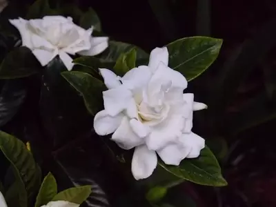La Gardenia: Un Tesoro Exótico para Tu Jardín y Hogar