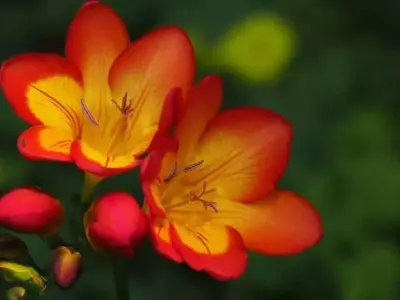 Guía Completa para el Cultivo y Cuidado de la Freesia