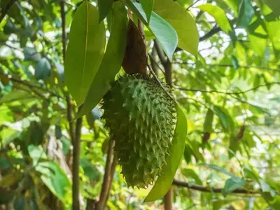 Cultivo Exitoso de Guanábana: Guía Completa para el Manejo Óptimo