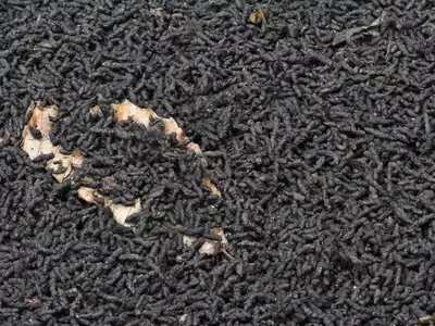 El Poder del Guano de Murciélago: Un Fertilizante Natural Milenario para un Jardín Vibrante