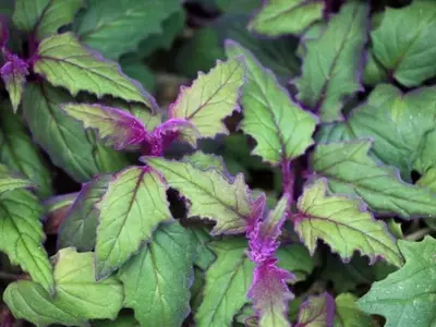 Gynura: La Exquisita Planta de Terciopelo y sus Secretos de Cultivo