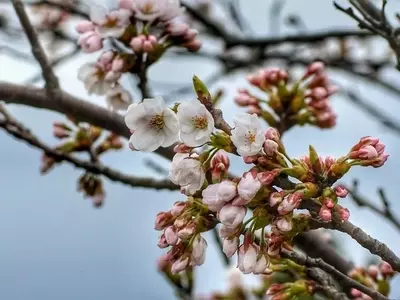 Hanami: El Arte Ancestral Japonés de Contemplar las Flores