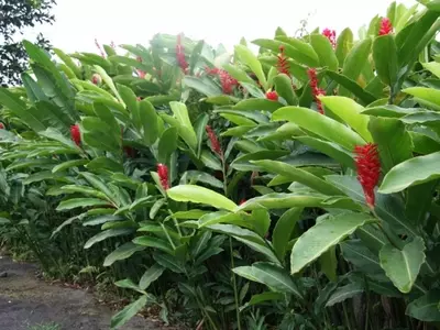 Alpinia: La Joya Tropical que Transforma tu Jardín y Hogar