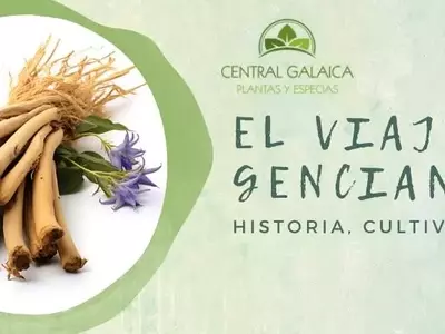 Descubriendo la Genciana: Una Joya Botánica de la Montaña