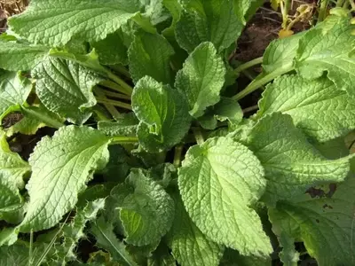 Guía Completa para el Cultivo y Aprovechamiento de la Borraja