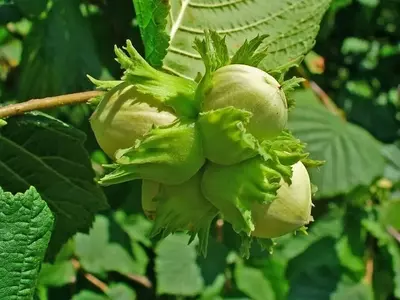 Avellano: Una Guía Completa para su Cultivo, Cuidado y Usos
