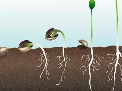 Guía Completa para la Germinación Exitosa de Semillas en Interiores