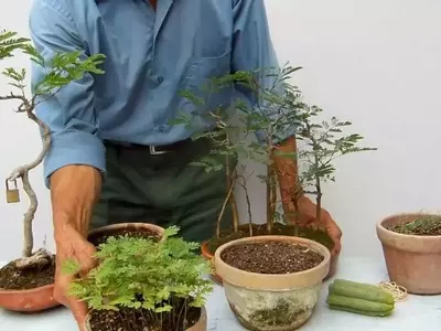 Guía Completa para la Germinación Exitosa de Semillas de Acacia Africana