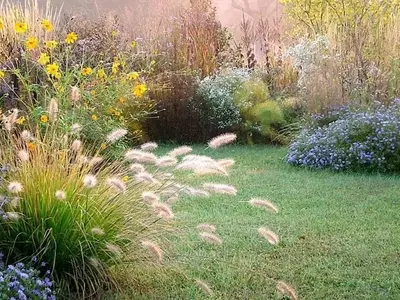 El Poder de las Gramíneas Ornamentales: Versatilidad y Belleza en tu Jardín