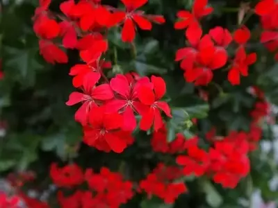 Gitanillas: Belleza y Facilidad en el Jardín