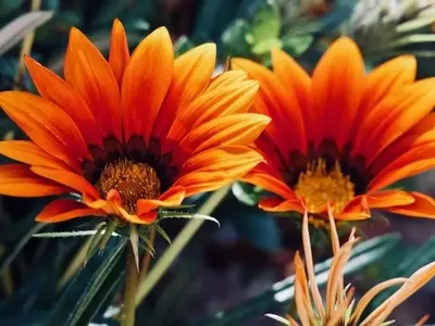 Guía Definitiva para el Cultivo Exitoso de la Gazania