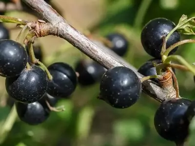 Descubriendo la Grosella Negra: Un Arbusto Versátil para el Huerto y la Cocina