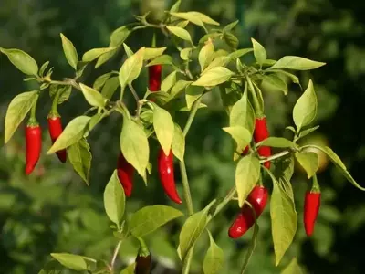 El fascinante mundo de los chiles: cultivo, propiedades y el secreto de su picor