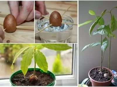 Guía Completa para el Cultivo y Trasplante de Aguacates