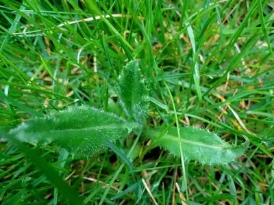Herbicidas Selectivos: Soluciones Clave para un Jardín Impecable