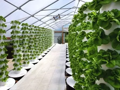 La Hidroponía: Una Revolución en el Cultivo sin Suelo