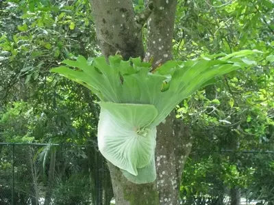 El Helecho Cuerno de Alce: Una Joya Botánica Tropical para Tu Hogar