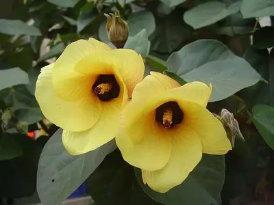 El Hibisco Marítimo: Un Tesoro Botánico de Fácil Cuidado