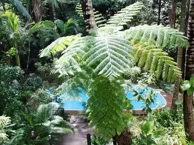 El Helecho Arbóreo: Un Fascinante Gigante Botánico