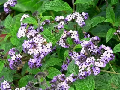 La Fascinante Heliotropo: Belleza, Cuidados y Múltiples Usos