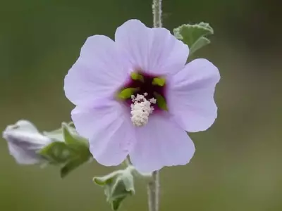 Hibisco de Siria: Cultivo y Belleza en tu Jardín
