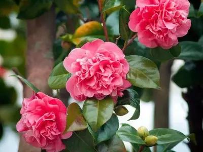 La Camelia 'Saleta's Summer': Un Fen￳meno Floral Inesperado en Galicia
