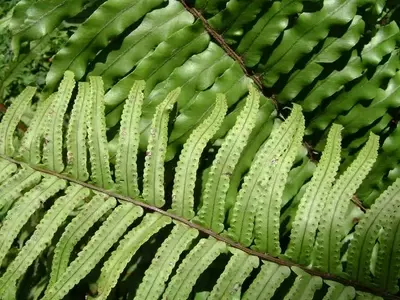 Helechos: Ornamentación Natural y Cuidado Atemporal