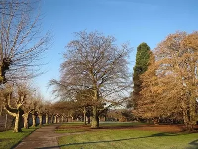 Descubriendo el Haya Común: Un Árbol Emblemático con Múltiples Usos y Cuidados Esenciales
