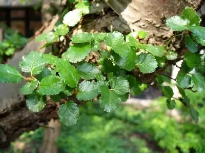 Nothofagus antarctica: El Árbol Caducifolio del Fin del Mundo