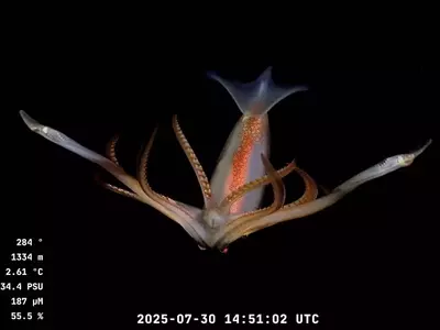 Deep-Sea Creatures Spark National Debate in Argentina