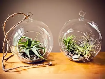Ideas Creativas para Terrarios: Transforma Objetos Comunes en Jardines en Miniatura