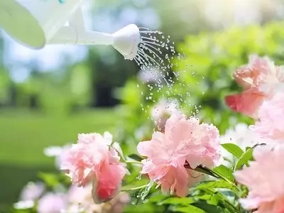 Estrategias y Herramientas Innovadoras para la Conservación del Agua en tu Jardín