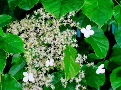 Guía Completa para el Cuidado y Mantenimiento de la Hortensia Trepadora
