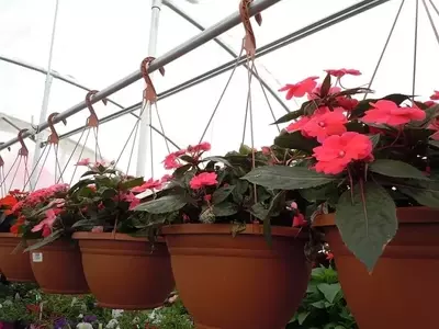Embellezca su Hogar con Plantas Colgantes: Una Guía Completa