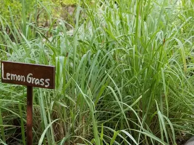 Guía Definitiva para el Cultivo y Cuidado de la Hierba Limón en Casa