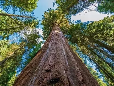 Hyperion: El Gigante Imponente del Reino Vegetal