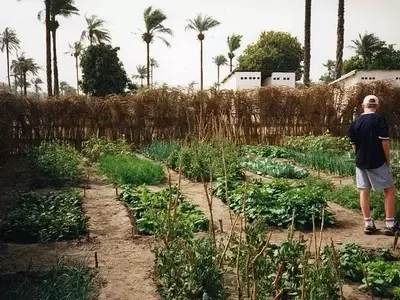 Cultivando el Futuro: La Importancia y Creación de Huertos Escolares