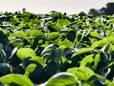 Biofungicidas: La Vanguardia Ecológica en el Cuidado del Jardín