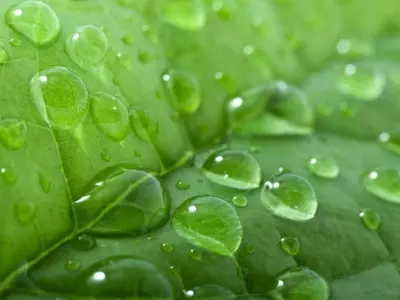 El Arte de la Hidratación Vegetal: Maximizando la Vitalidad de tus Plantas