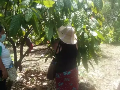 Guía Integral para el Cultivo Exitoso de Árboles Frutales